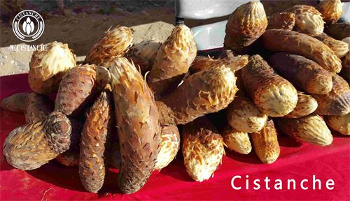 cistanche herb supplment to boost immune system cistanche herb supplment to boost immune system