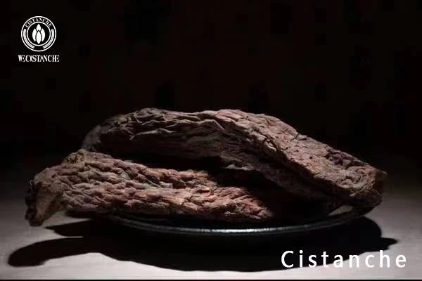cistanche cistanche
