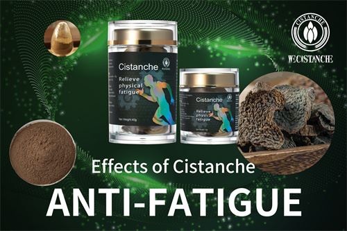 Benefits of Cistanche Extract and Cistanche Supplements:anti-fatigue Benefits of Cistanche Extract and Cistanche Supplements:anti-fatigue
