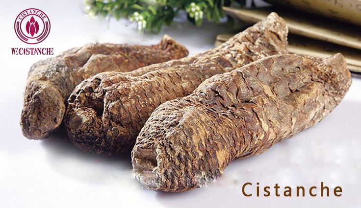 Cistanche is a natural kidney medicine