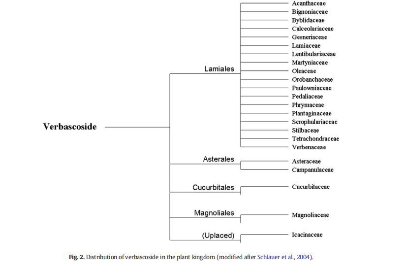 Verbascoside in Cistanche for Anti-inflammatory function