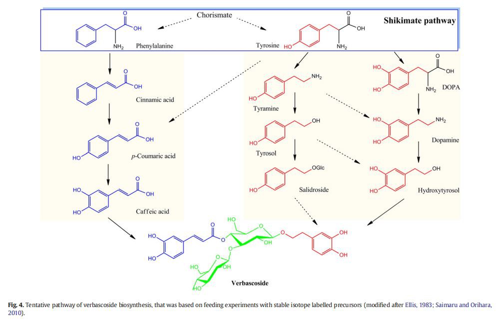 Verbascoside in Cistanche for Anti-inflammatory function