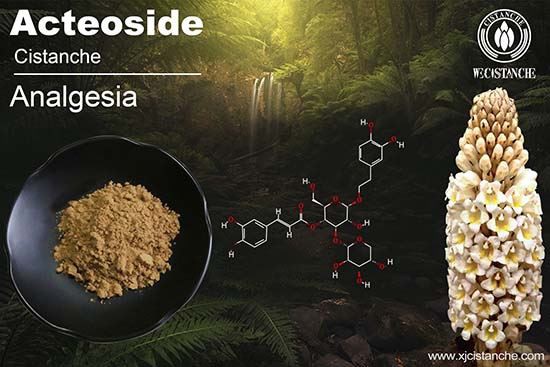 Verbascoside in Cistanche for Anti-inflammatory function