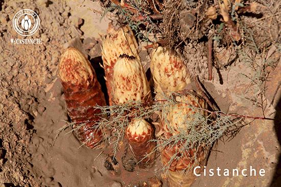 Cistanche tubulosa anti-osteoporosis Cistanche tubulosa anti-osteoporosis