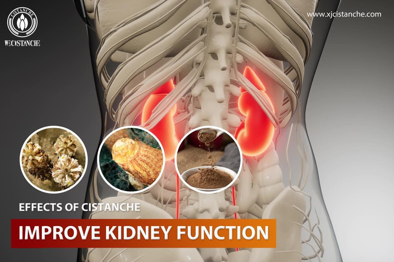 effects of cistanche：improve kidney function