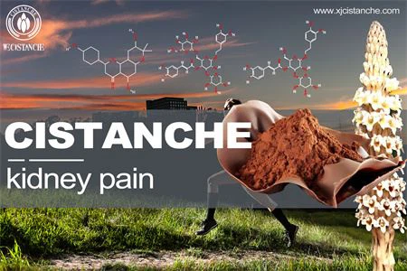 cistanche-kidney pain-4(28) cistanche-kidney pain-4(28)