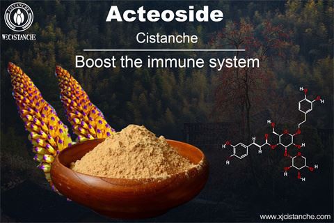verbascoside/acteoside from cistanche improves immunity