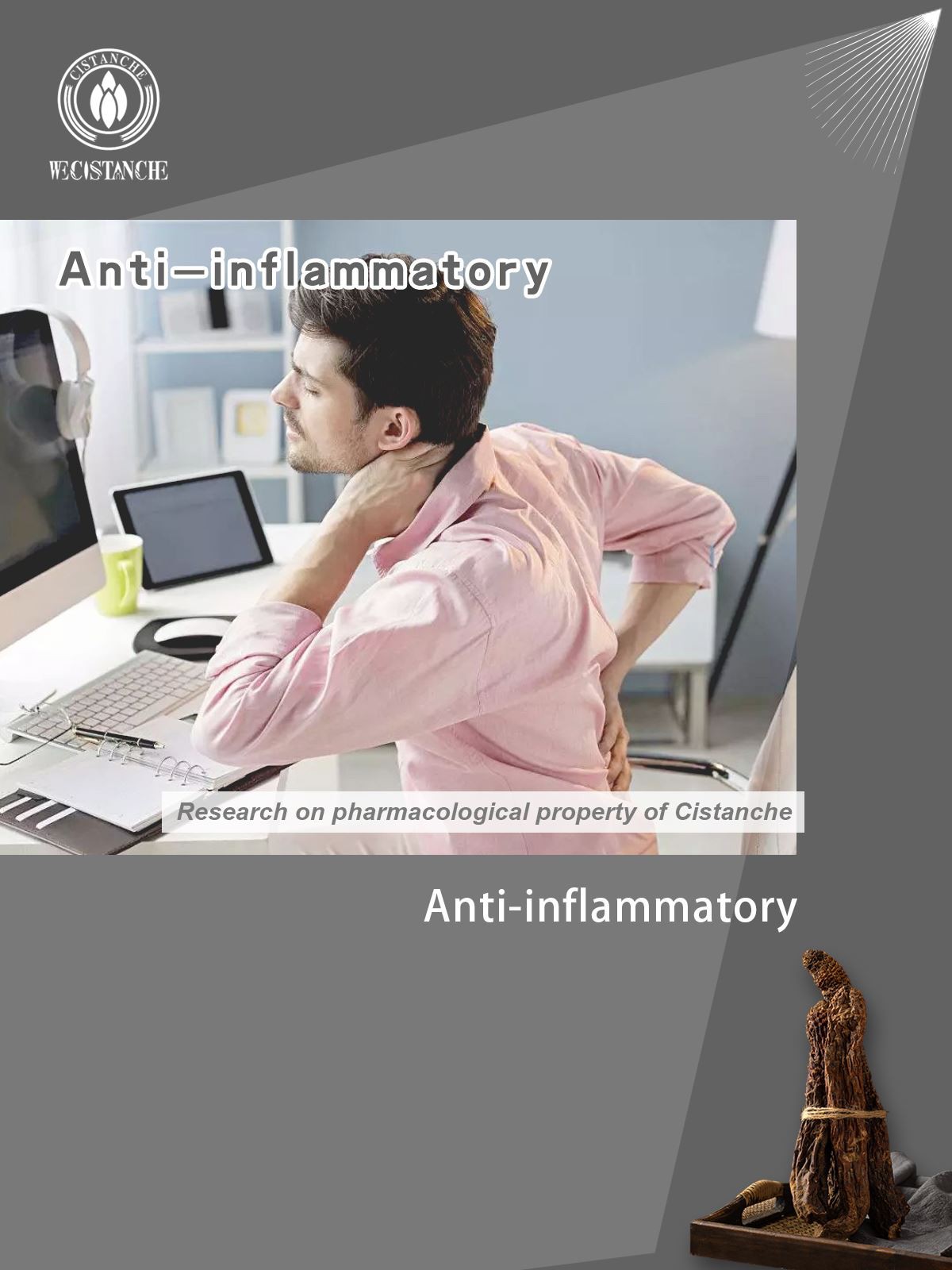  anti-inflammatory effect of cistanche verbascoside 