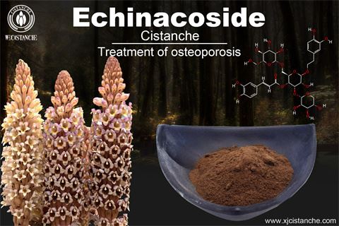 Cistanche tubulosa benefits bones Cistanche tubulosa benefits bones