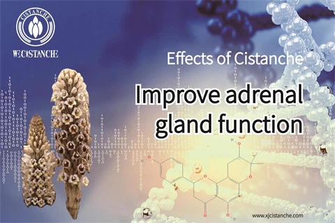 cistanche root：improve adrenal gland function