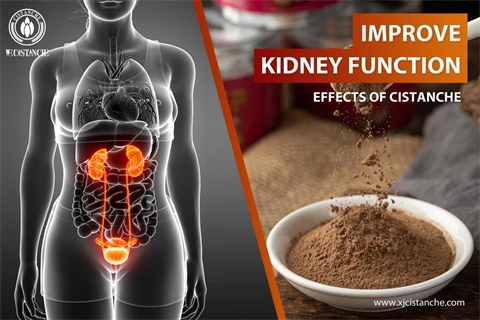 effects of cistanche root：improve kidney function