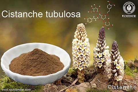 Cistanche Benefits on Male fertility