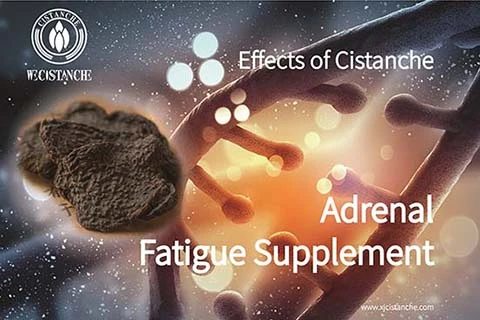 Cistanche Benefits on Male fertility