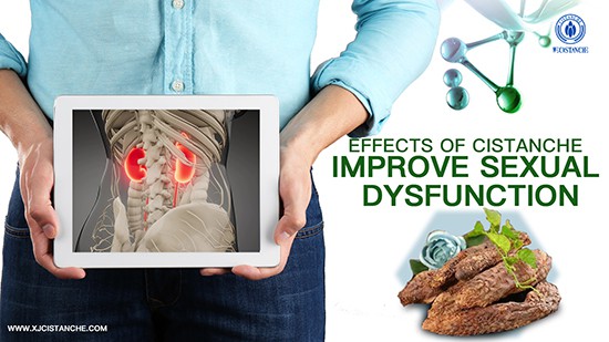 effects of cistanche-improve kidney function (7)