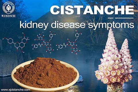 Cistanche-kidney disease symptoms-5(77)