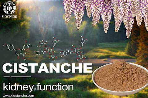 Cistanche-kidney function-4(70)
