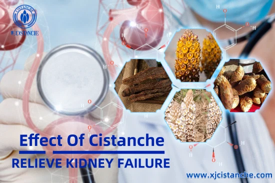 cistanche for ckd cistanche for ckd