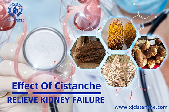 Effects of Cistanche-Immprove kidney function Effects of Cistanche-Immprove kidney function