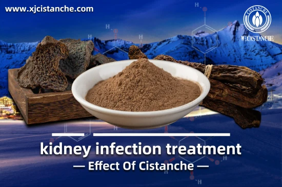 CISTANCHE EXTRACT WITH 25% ECHINACOSIDE AND 9% ACTEOSIDE 