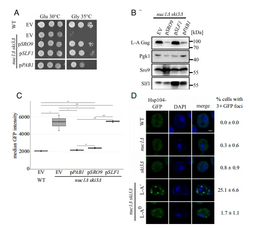 Fig. 3. Overexpression of translation control factors alleviates L-A pathogenesis. (A) Spot test growth assays of the high copy suppressors SRO9, SLF1, and PAB1 are shown. Strains were spotted on –LEU media containing either glucose or glycerol and grown at the indicated temperatures. (B) Western blotting for L-A Gag, Pgk1, Sro9, and Slf1 protein levels in the strains from 3A. Molecular weight markers are indicated on the right. (C) Flow cytometry was used to measure HSE GFP expression in the indicated strains (n = 3). The first and third quartiles are marked by the grey boxes. The median GFP intensity is marked by the black bars within. *P < 0.05, **P < 0.01, ***P < 0.001 (unpaired Student's t test). (D) Fluorescence microscopy of Hsp104-GFP in indicated strains. Cells were stained with DAPI to visualize nuclei. (Scale bar, 1 μm.) The percentage of cells with 3+ GFP foci is shown on the right. n = 3. 75 to 140 cells were counted for each replicate.