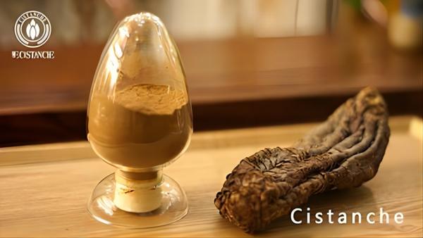  CISTANCHE EXTRACT WITH 25% ECHINACOSIDE AND 9% ACTEOSIDE FOR KIDNEY FUNCTION