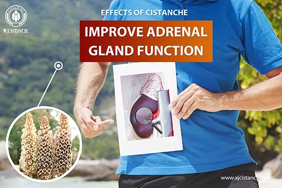 Cistanche deserticola efficacy-Tonifying kidney (2)