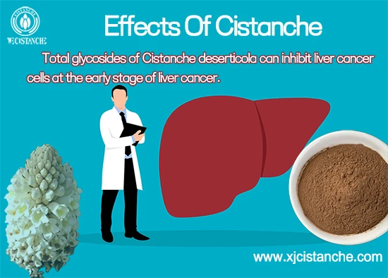 Total glycosides of Cistanche deserticola can inhibit liver cancer cells at the early stage of liver cancer