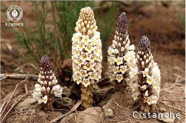 Cistanche Tubulosa Materjali Cistanche Root Cistanche Stem Cistanche Extract