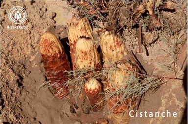 Benefiċċju Cistanche Effetti Cistanche Effetti sekondarji Cistanche Użu Cistanche Dożaġġ